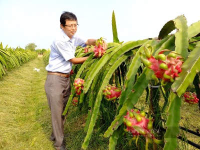 Trồng thanh long sạch kiểu giàn chữ T, anh nông dân xuất khẩu 