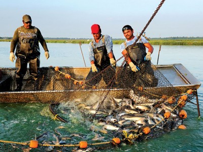 Thị trường cá da trơn Mỹ: Cuộc chiến không cân sức