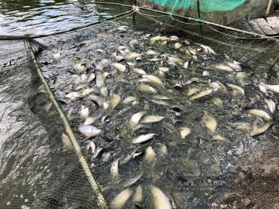 Nuôi loại cá đặc sản làm món gì cũng 