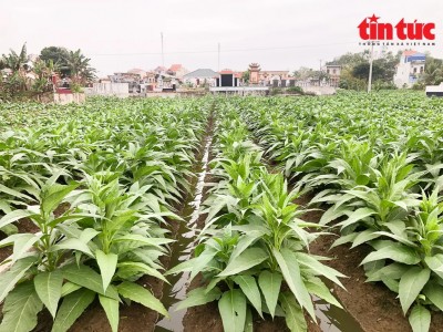 Không tưởng ở Thái Bình: Trồng loài cây có tên 