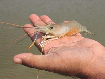 Kỹ thuật ương tôm giống