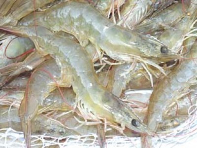 Vài nét về tình hình nuôi tôm chân trắng trên thế giới và Việt Nam