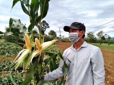 Trồng ngô sinh khối, càng làm càng mê