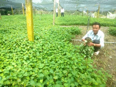 Long An: Chỉ với 4 công đất, một ông nông dân trồng thứ rau mùi tanh mà nhanh thu tiền tỷ mỗi năm
