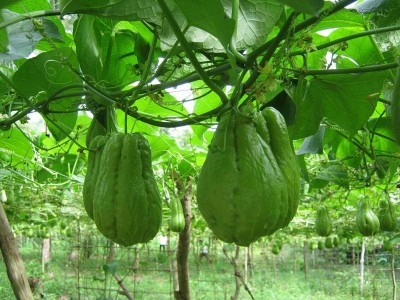 3 loại rau ăn được cả lá lẫn quả, trồng siêu dễ, không cần chăm nhiều mà vẫn 