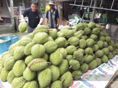 Nông dân vùng Đồng Tháp Mười ở Long An chặt mít Thái trồng “cây nhà giàu” đang sốt giá sình sịch