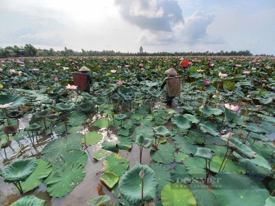 Trồng loại cây 