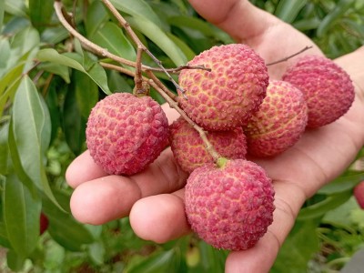 Loại vải thiều hot nhất Bắc Giang ngay lúc này, quả không hạt, ăn giòn ngọt lạ thường, giá bình dân