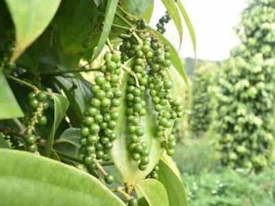 Đây là loại hạt ví như 