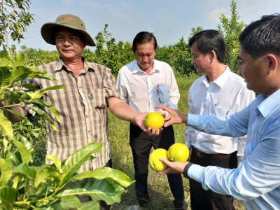 Thứ cây xanh rì, tốt um, thò tay vào lấy ra những trái vàng, nông dân trồng ở Long An bán thấy lời nhiều