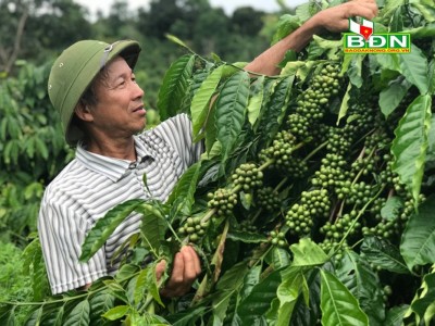 Vườn cà phê cây nào sờ cũng đụng đầy trái, nhưng dân Đắk Nông đang lo lắng điều gì?