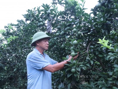 Trồng cam cho 