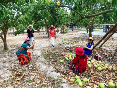 Vườn xoài của một ông nông dân Khánh Hòa bất ngờ nổi tiếng, nhiều du khách mê mẩn